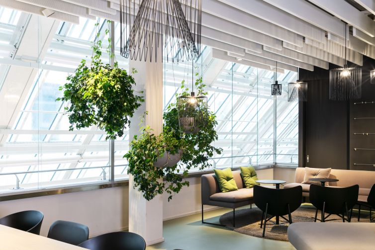 Hängende Pflanzen im Loungebereich
